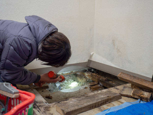 Best Mold Removal for HVAC Installations  in University Park, IL