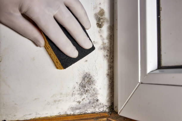 Best Real Estate Mold Inspection  in University Park, IL